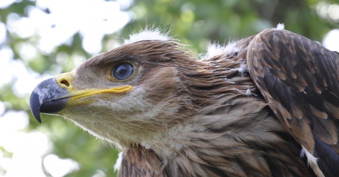 Откриха загинал царски орел край Сливен