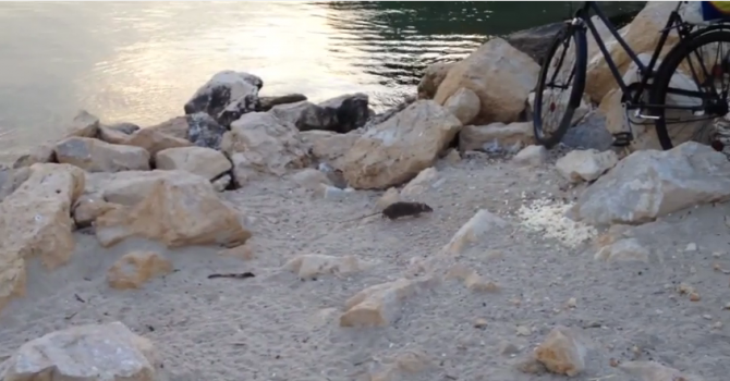 Плъхове плъзнаха на плажа във Варна (видео)