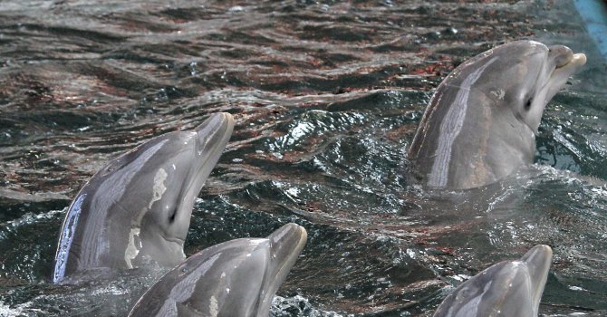 Военни кораби плашат делфините