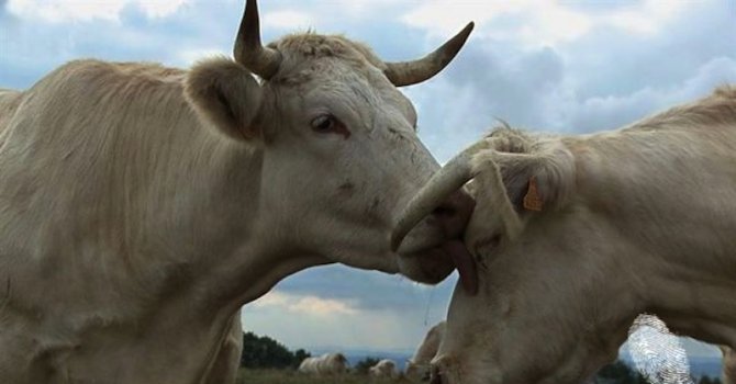 Българските млекодайни крави на изчезване