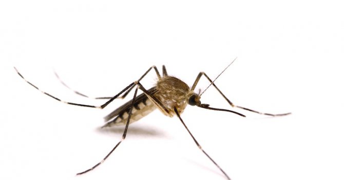 Бургас пръска против комари с мотоделтапланер