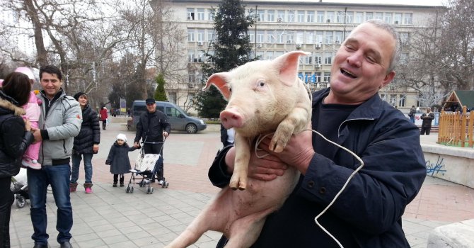 Спа процедури за прасето в жегите