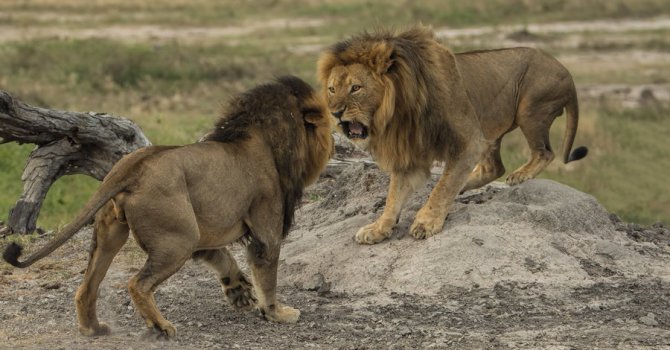 Убиха и брата на лъва Сесил в Зимбабве? CNN опроверга