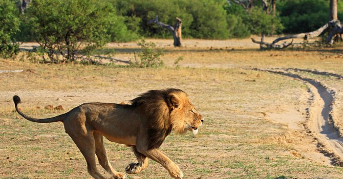 В Зимбабве не разбират защо всички са толкова ядосани за лъва