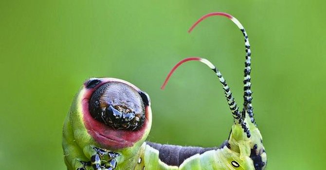 Гъсеници дрогират мравки, за да са им слугуват