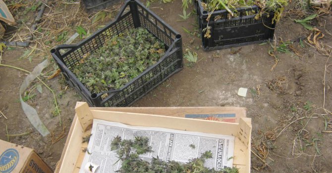 Варненски полицаи разбиха две оранжерии за марихуана
