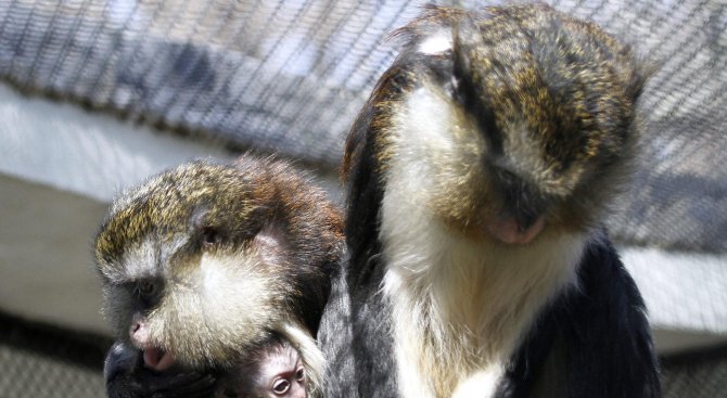 Откраднаха маймуна от зоопарка в Скопие