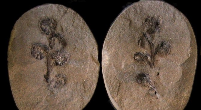 Американски учени са открили първото цвете в историята на Земята