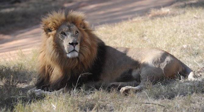 Лъв уби сафари екскурзовод в резервата, където живееше Сесил