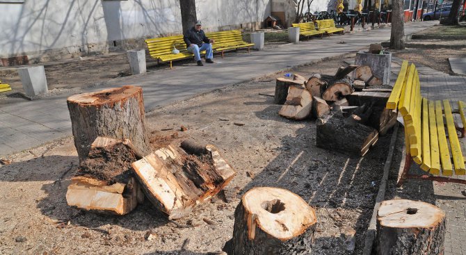 70 куб. м незаконна дървесина конфискуваха горските от София