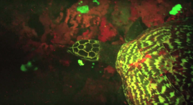 Откриха светеща костенурка в Тихия океан (видео)