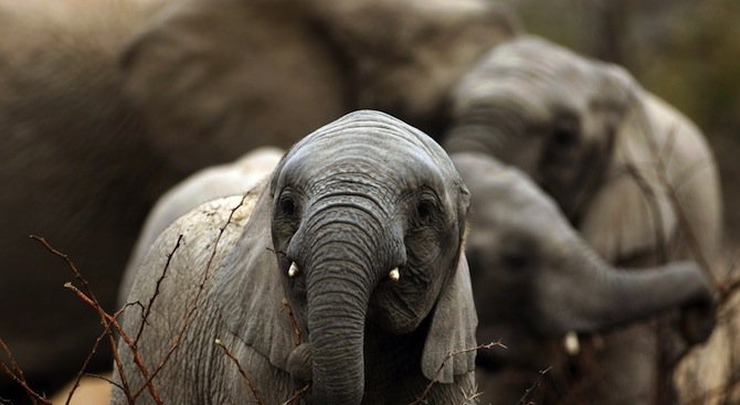 Бракониери отровиха с цианид 14 слона в Зимбабве