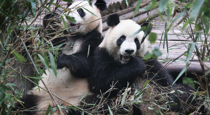 Клонират панди, за да спасят вида