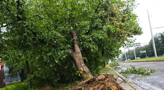 Отрязаха опасно дърво до НДК