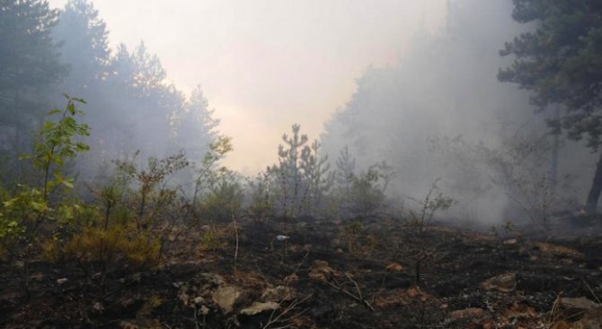 Потушиха пожара над Асеновград (обновена)