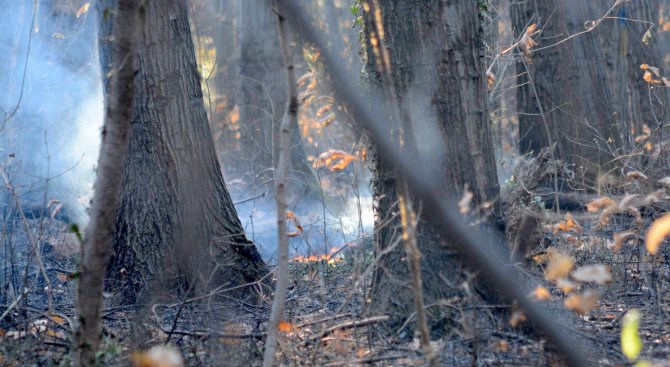 Късо съединение подпали гора в Девинско
