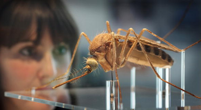 Създадоха генномодифициран комар, резистентен на малария