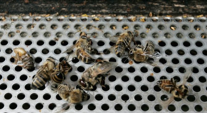 Микрочипове търсят причинатата за масовото измиране на пчелите