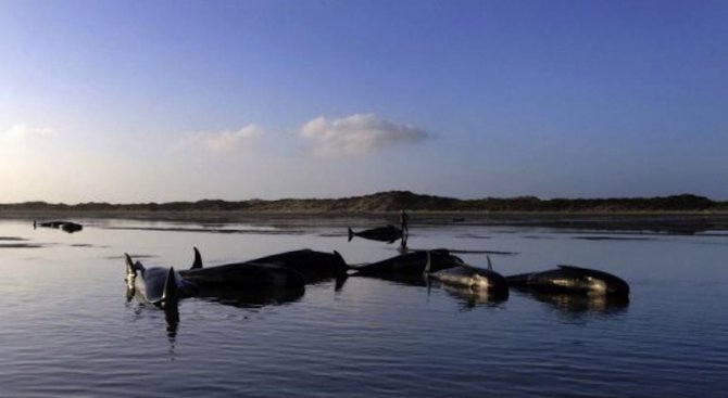 Над 300 мъртви кита изхвърли морето край бреговете на Чили