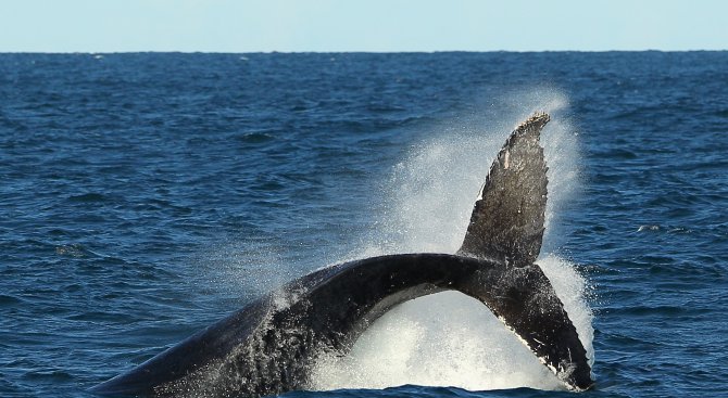 Япония отново започва да лови китове край Антарктида