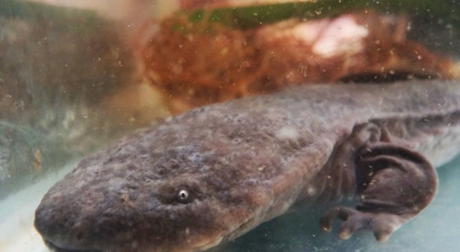 Чудовищен саламандър беше открит в Китай (видео)
