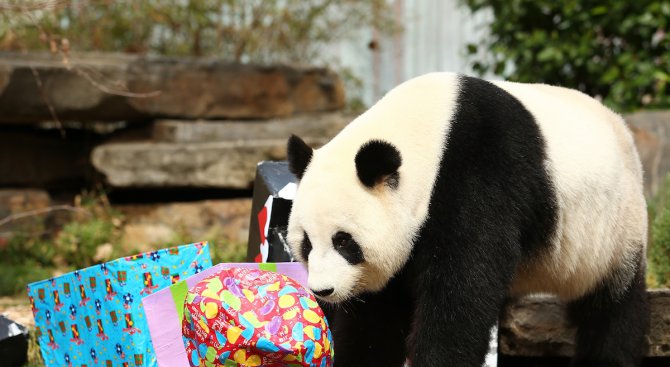 Любовта спасява големите панди