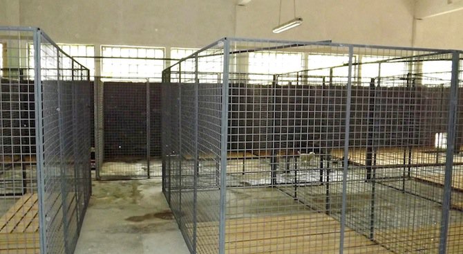 Строят център за кастриране на кучета в Разград