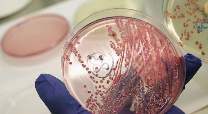 Бактериите са устойчиви на антибиотиците заради ген