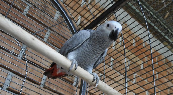 Еколози задържаха папагали жако на Дунав мост-2