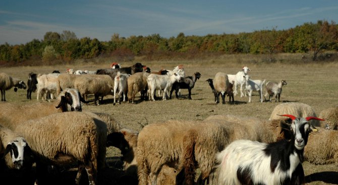 Непълнолетните селянчета пробиха зид, измъкнаха четири овце и ги продадоха