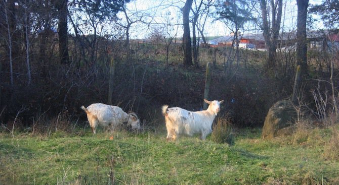Бактерии от кози и овце могат да помогнат при създаването на биогорива