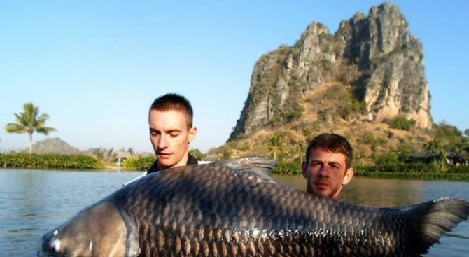 Тайнствено тайландско езеро е дом на най-огромните риби в света