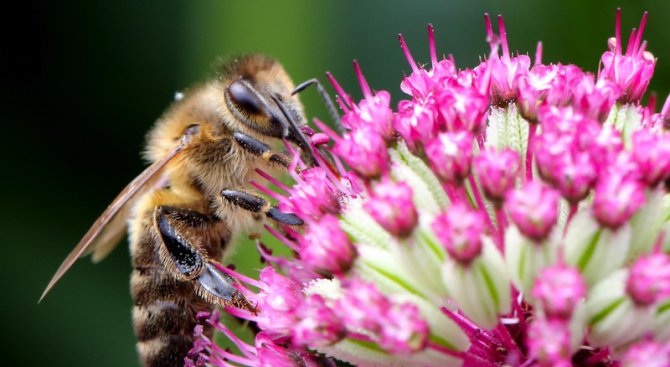 „Грийнпийс“- България: БАБХ излага пчелите на риск