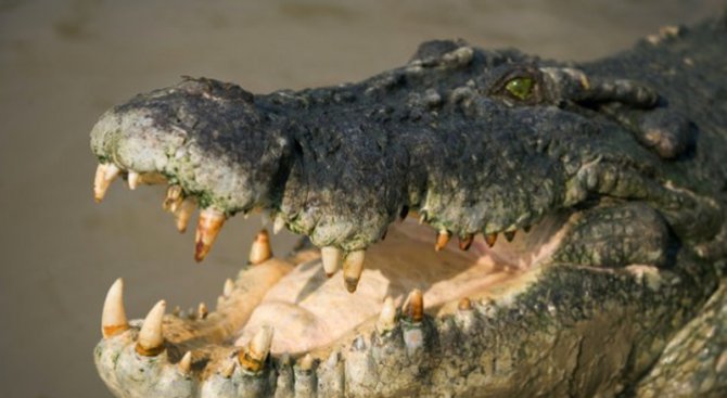 Крокодили охраняват склад с наркотици
