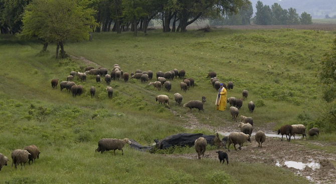 Кръстосват български и френски овце