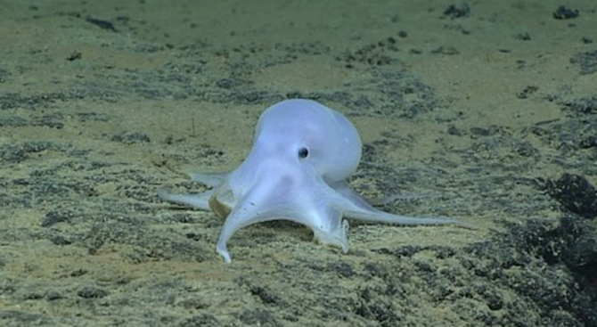 Откриха октопод, приличащ на призрак (снимки)