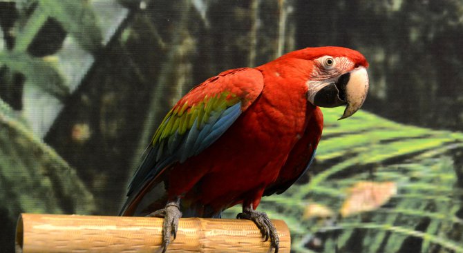 Принтираха титаниев клюн на пострадал папагал