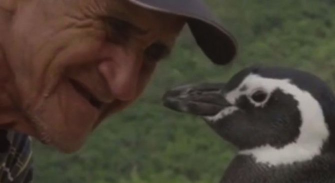 Лоялен пингвин пътува по 8000 километра на година