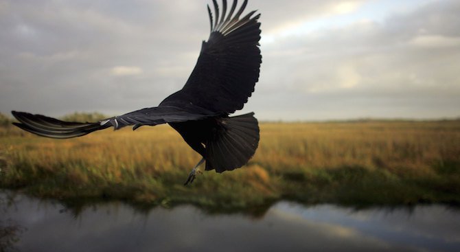 Всеки десети вид птица е застрашен от изчезване