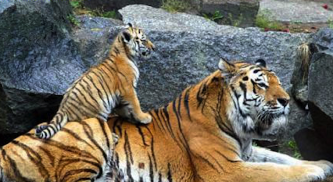 Броят на дивите тигри в световен мащаб се повишава