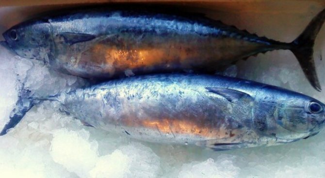 Яжте спокойно риба от Фукушима, призовават от Япония