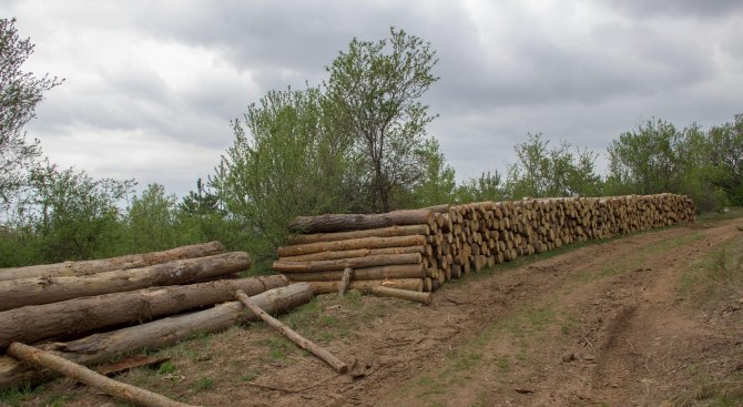 Работник почина при дърводобив в родопско село