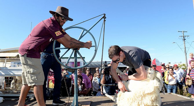В Шабла организират състезание по стригане на овце