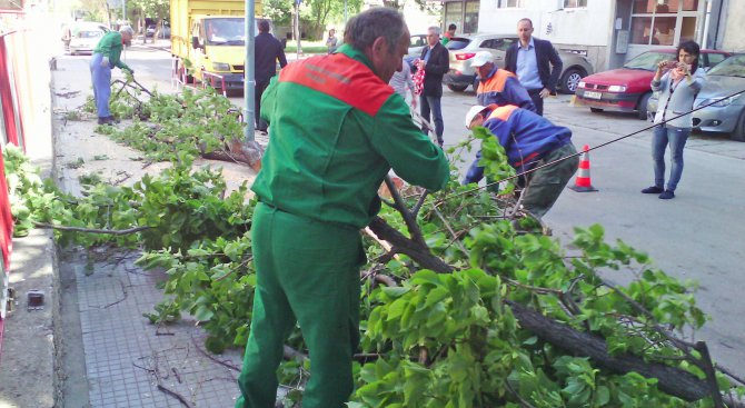 Вятър счупи дървета в Силистра