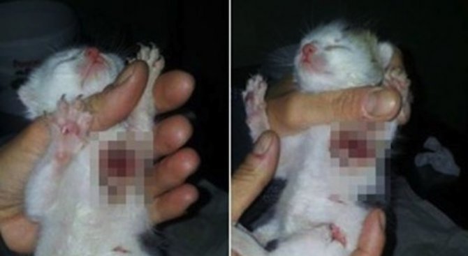 Садист сряза лапите на бебе коте