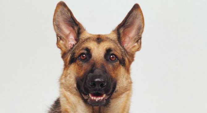 Служебното куче Каро задържа след преследване 15 нелегални имигранти