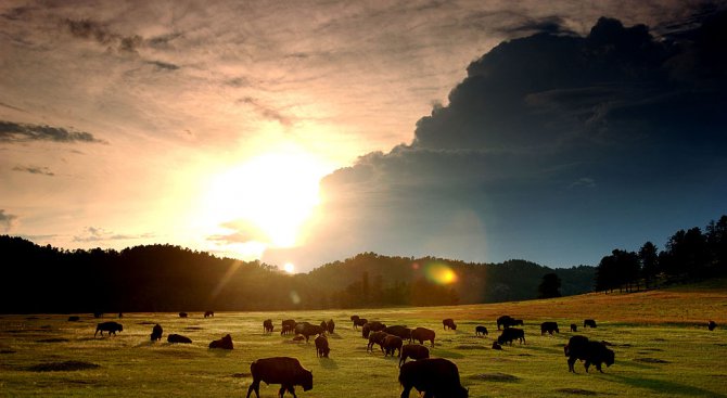 Със закон бизонът стана национален бозайник на САЩ