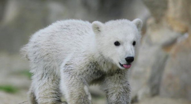 Белите мечки намаляват застрашително