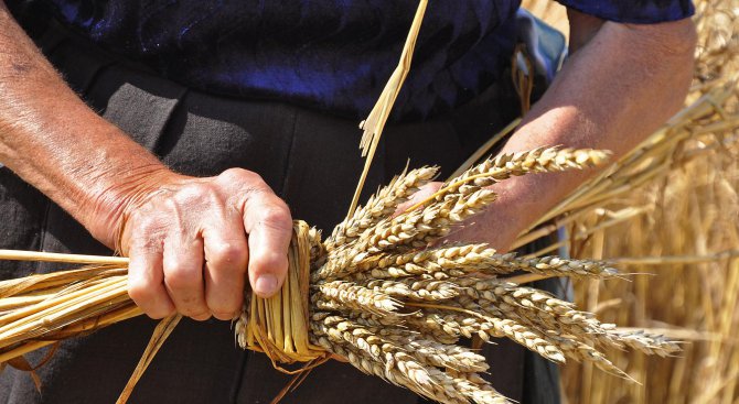 Падналите валежи са много благоприятни за пшеницата в Добричкия регион, коментира учен