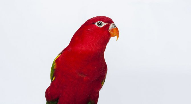 Учени разкриха тайна, свързана с червения цвят у птиците